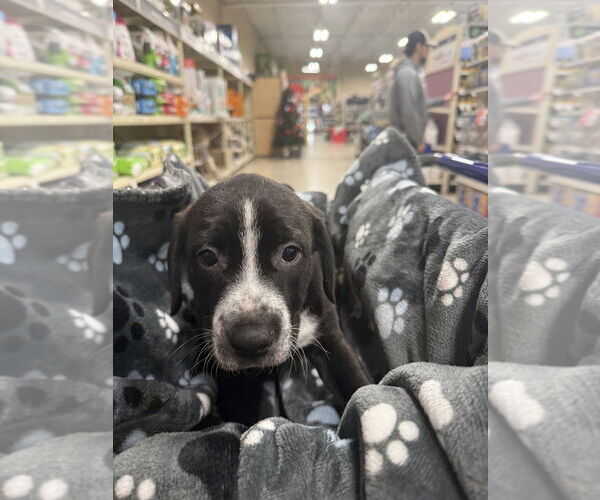 Medium Photo #1 American Pit Bull Terrier-Unknown Mix Puppy For Sale in Wenonah, NJ, USA