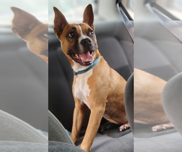 Medium Photo #2 Boxer-Unknown Mix Puppy For Sale in Prattville, AL, USA