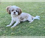 Small #4 Shih Tzu
