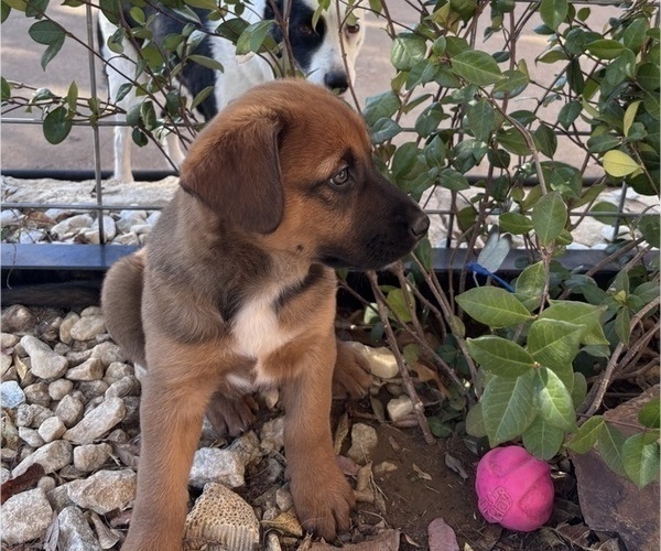 Medium Photo #7 Belgian Malinois Puppy For Sale in CROWLEY, TX, USA