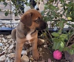 Small Photo #7 Belgian Malinois Puppy For Sale in CROWLEY, TX, USA