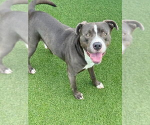 Shaw - Male Retriever -Unknown Mix Dog for Adoption - Photo #3