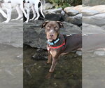 Small #2 Labrador Retriever Mix