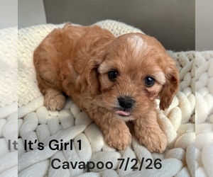 Cavapoo (Miniature) Puppy for sale in MONTPELIER, OH, USA