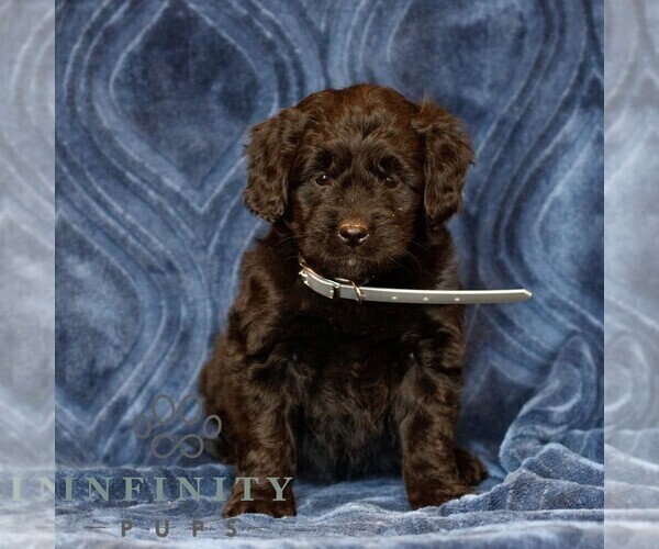Medium Photo #3 Goldendoodle (Miniature) Puppy For Sale in NARVON, PA, USA
