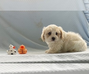 Cavachon Puppy for Sale in MOUNT PLEASANT, Michigan USA
