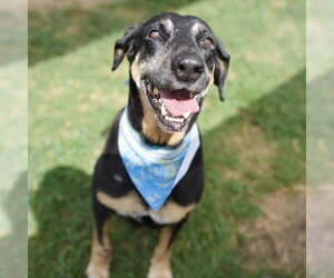 Labrador Retriever-Unknown Mix Dogs for adoption in San Antonio, TX, USA