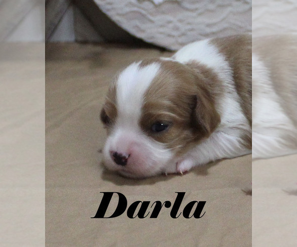 Medium Photo #4 Cavalier King Charles Spaniel Puppy For Sale in CHANUTE, KS, USA
