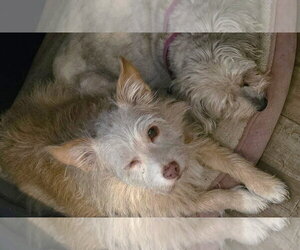 Kym's Ginger TX - Female Mutt Dog for Adoption - Photo #8