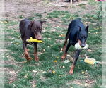 Small #3 Doberman Pinscher Mix