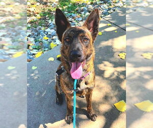 German Shepherd Dog-Unknown Mix Dogs for adoption in Sacramento, CA, USA