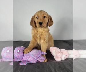 Golden Retriever Puppy for sale in FRANKLIN, IN, USA