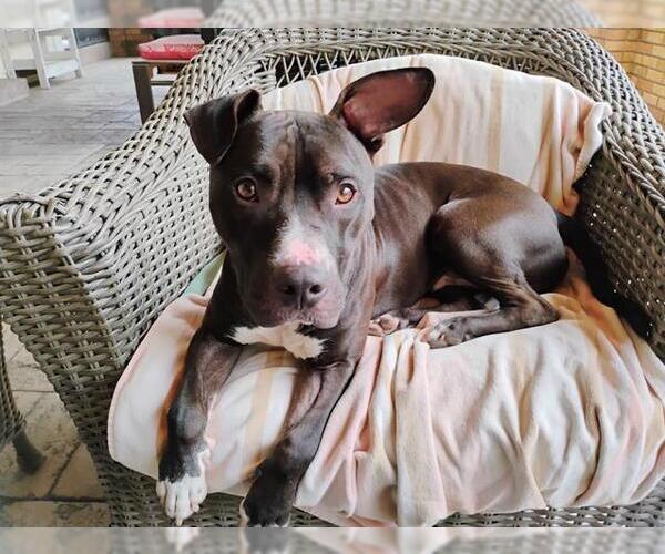 Medium Photo #1 Mutt Puppy For Sale in Orlando, FL, USA