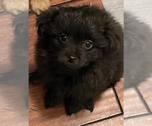 Pomeranian-Poodle (Toy) Mix Puppy for sale in COVINGTON, GA, USA