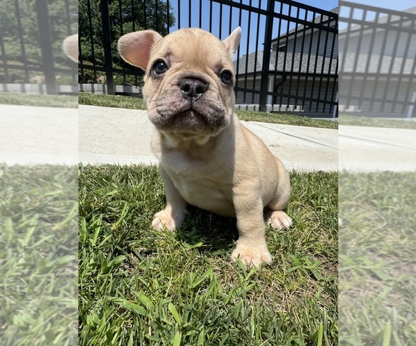 Medium Photo #15 French Bulldog Puppy For Sale in SAYREVILLE, NJ, USA