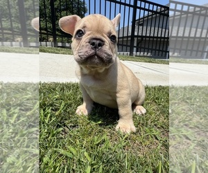 Medium French Bulldog