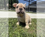 Puppy Rocco French Bulldog