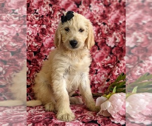 Goldendoodle Puppy for sale in CHRISTIANA, PA, USA