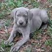 Small Photo #1 Weimaraner Puppy For Sale in BUFORD, GA, USA