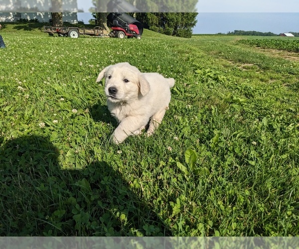 Medium Photo #24 English Cream Golden Retriever Puppy For Sale in WOOSTER, OH, USA