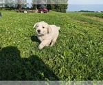 Small Photo #24 English Cream Golden Retriever Puppy For Sale in WOOSTER, OH, USA