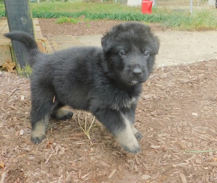 Medium Photo #1 German Shepherd Dog Puppy For Sale in LEWISBURG, TN, USA