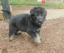 Small Photo #1 German Shepherd Dog Puppy For Sale in LEWISBURG, TN, USA