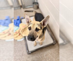 Mutt Dogs for adoption in Hilton Head, SC, USA