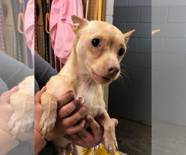 Medium Photo #2 Chihuahua Puppy For Sale in Amarillo, TX, USA