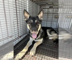 German Shepherd Dog Dogs for adoption in Stockton, CA, USA