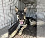 Small German Shepherd Dog