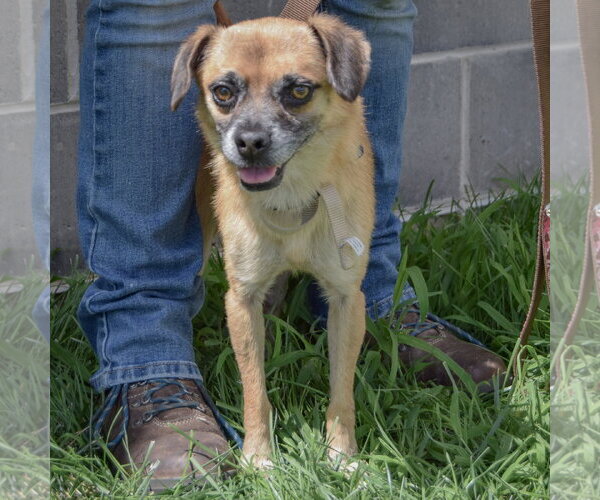 Medium Photo #5 Daug Puppy For Sale in Huntley, IL, USA