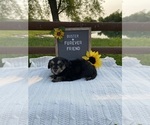 Small #3 Aussiedoodle Miniature 