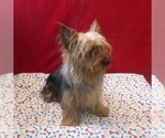 Small #3 Yorkshire Terrier