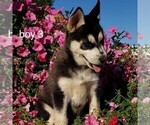 Small Photo #4 Siberian Husky Puppy For Sale in NEWAYGO, MI, USA