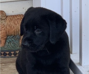 Labrador Retriever Puppy for Sale in SPOTSYLVANIA, Virginia USA
