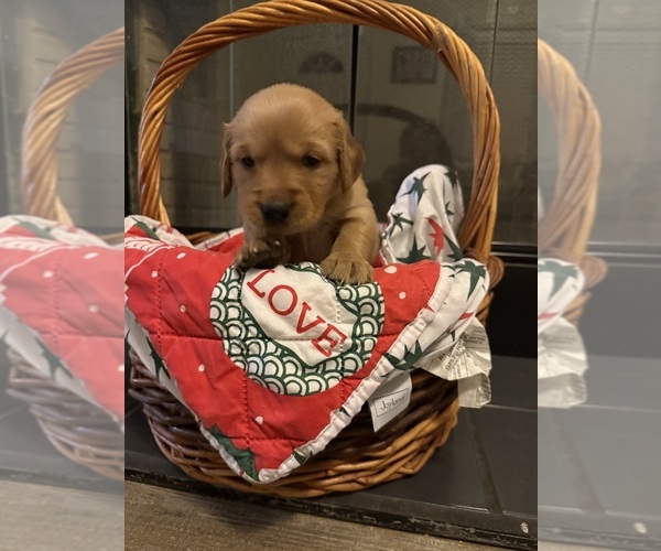 Medium Photo #1 Golden Retriever Puppy For Sale in ELM CITY, NC, USA