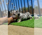 Small #4 French Bulldog