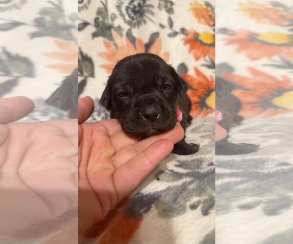 Medium Photo #1 Boxer-Unknown Mix Puppy For Sale in Holly Springs, NC, USA