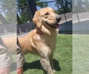 Golden Retriever Dogs for adoption in Temple, TX, USA
