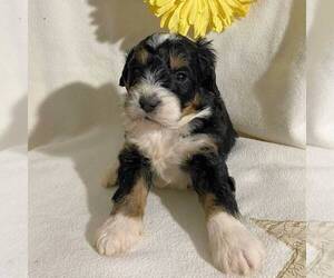 Bernedoodle-Poodle (Miniature) Mix Puppy for sale in FT PLAIN, NY, USA
