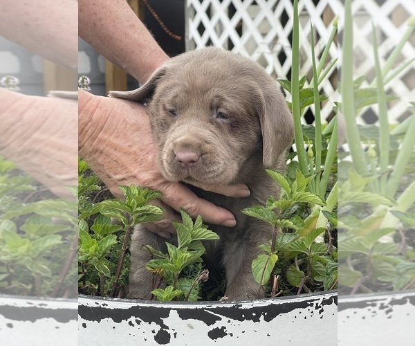 Medium Photo #15 Labrador Retriever Puppy For Sale in KNOXVILLE, GA, USA