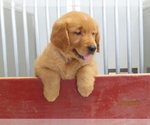 Small #5 Golden Retriever