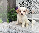 Small Photo #4 Cavapoo (Miniature) Puppy For Sale in STANLEY, WI, USA