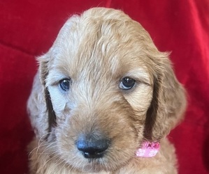 Goldendoodle Puppy for sale in CLAREMORE, OK, USA