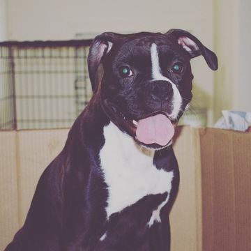 Medium Photo #1 Boxer Puppy For Sale in SILVERDALE, WA, USA