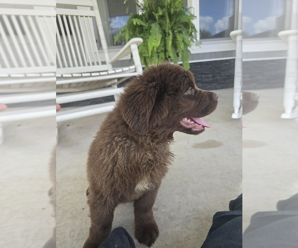 Medium Photo #22 Newfoundland Puppy For Sale in TILTON, IL, USA