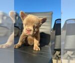 Small Photo #27 French Bulldog Puppy For Sale in LOS ALTOS, CA, USA