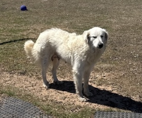 Medium Photo #1 Great Pyrenees Puppy For Sale in CREEDMOOR, TX, USA