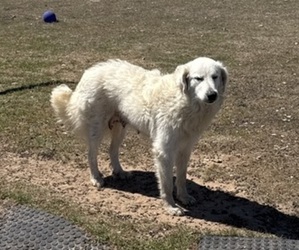 Mother of the Great Pyrenees puppies born on 01/21/2026